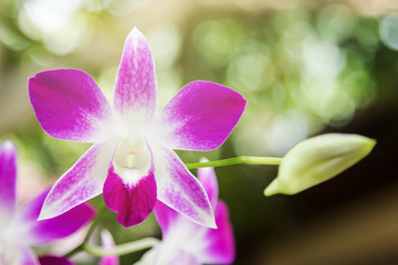 Orchid flower in garden of home