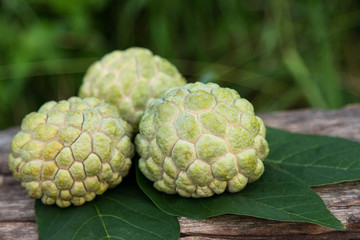 Sugar apple on leaf in fruit garden 