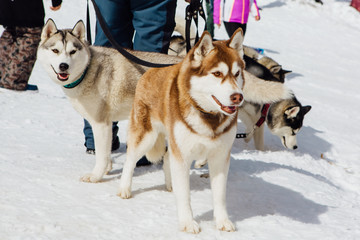 Siberian Husky dogs looks around on the mountain ski slope.