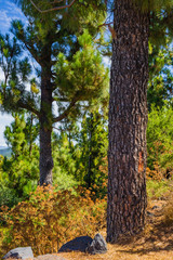 Canary pines in Teide National Park. Tenerife. Canary Islands..Spain