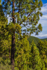 Canary pines in Teide National Park. Tenerife. Canary Islands..Spain