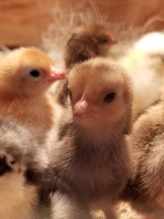 two chicks