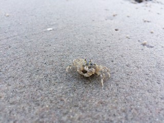 Little crab with wide sandy beach