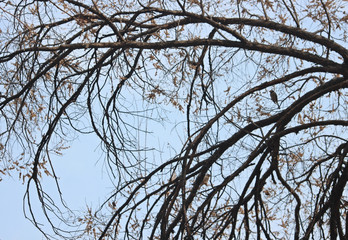 겨울 나무가지