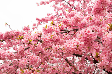 早咲きの河津桜のクローズアップ