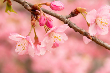 早咲きの河津桜のクローズアップ