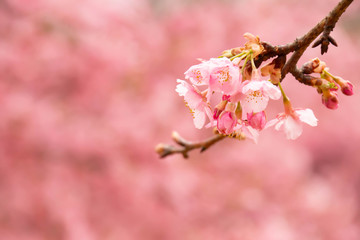 早咲きの河津桜のクローズアップ