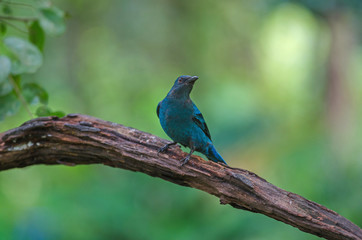Female Asian Fairy Bluebird ( Irena puella )