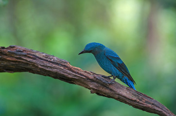 Female Asian Fairy Bluebird ( Irena puella )