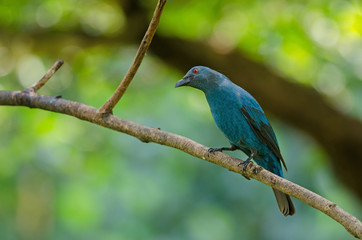 Female Asian Fairy Bluebird ( Irena puella )