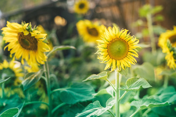 Prettiest sunflowers field in the afternoon in Nakhon Pathom, Thailand. Closeup of sunflower on farm. Rural landscape