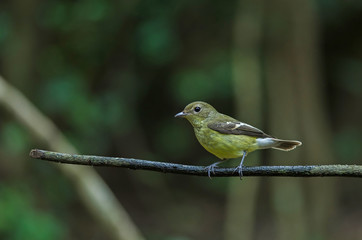 Yellow-rumped flycatcher (Ficedula zanthopygia) in nature