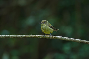 Yellow-rumped flycatcher (Ficedula zanthopygia) in nature