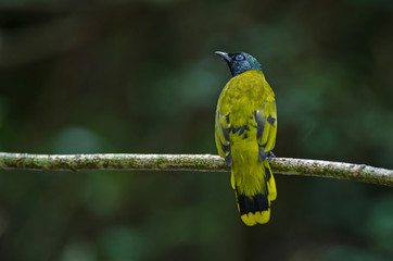 Black-headed Bulbul, Pycnonotus atriceps