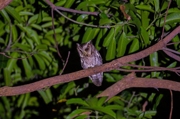 Collared Scops Owl (Otus bakkamoena) on tree