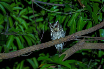 Collared Scops Owl (Otus bakkamoena) on tree