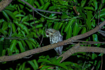 Collared Scops Owl (Otus bakkamoena) on tree