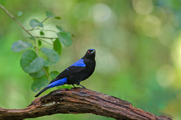 Asian fairy-bluebird (Irena puella) resting on a branch