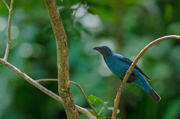 Female Asian Fairy Bluebird ( Irena puella )