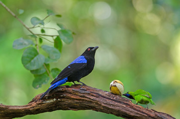 Asian fairy-bluebird (Irena puella) resting on a branch