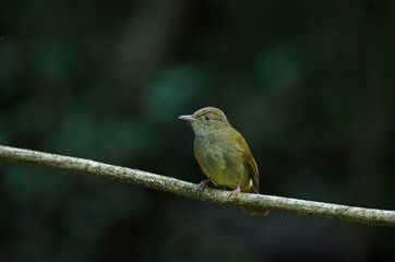 Grey-eyed Bulbul (Iole propinqua ) on tree
