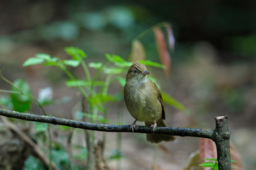 Grey-eyed Bulbul (Iole propinqua ) on tree