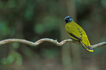 Black-headed Bulbul, Pycnonotus atriceps