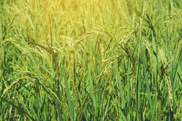 Raw paddy rice field in farm or agriculture 