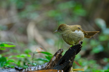 Grey-eyed Bulbul (Iole propinqua ) on tree