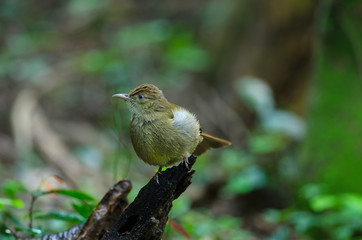 Grey-eyed Bulbul (Iole propinqua ) on tree