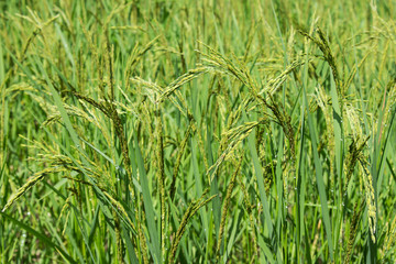 Raw paddy rice field in farm or agriculture 