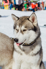 Siberian Husky dogs looks around on the mountain ski slope.