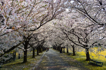Naklejka premium A beautiful cherry tree-lined avenue petal dancing. Photographed at Central Botanical Garden in Toyama Prefecture. 桜吹雪が舞う美しい桜並木