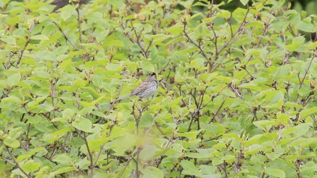 Little bunting standing on a branch