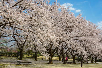 Beautiful cherry tree lined avenue. Photographed at Central Botanical Garden in Toyama Prefecture....