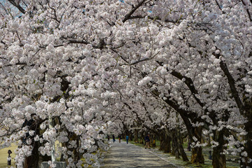 Beautiful cherry tree lined avenue. Photographed at Central Botanical Garden in Toyama Prefecture. 美しい桜の並木道　富山県中央植物園で撮影