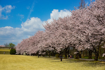 Beautiful cherry tree lined avenue. Photographed at Central Botanical Garden in Toyama Prefecture....