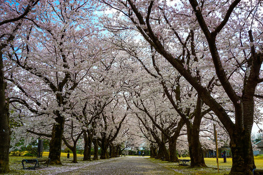 A beautiful cherry tree-lined avenue petal dancing.  Photographed at Central Botanical Garden in Toyama Prefecture.  桜吹雪が舞う美しい桜並木
