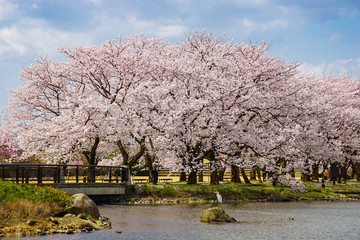 Beautiful cherry tree lined avenue. Photographed at Central Botanical Garden in Toyama Prefecture. 美しい桜の並木道　富山県中央植物園で撮影