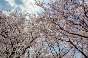 Image to look up cherry blossoms.  桜を見上げるイメージ　Photographed at Central Botanical Garden in Toyama Prefecture.  富山県中央植物園で撮影