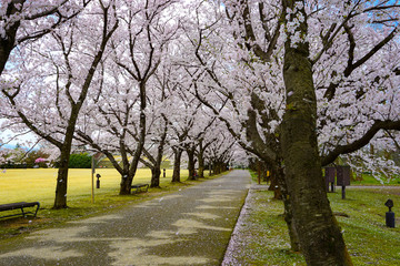 A beautiful cherry tree-lined avenue petal dancing.  Photographed at Central Botanical Garden in Toyama Prefecture.  桜吹雪が舞う美しい桜並木