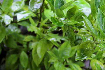 fresh basil leaves in the garden