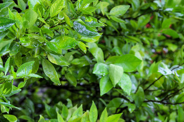background of green leaves