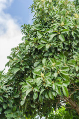 Blooming Pear Tree Branches