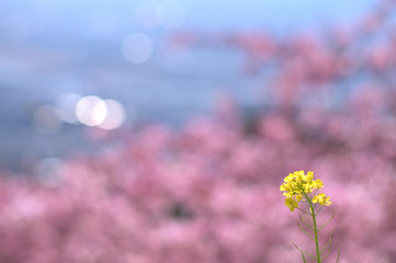 Fototapeta na wymiar single yellow flower in a pink cherry blossom cluster