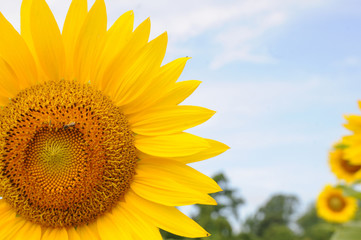 sunflower 