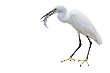Eastern Great Egret Eating Fish In Mount - isolated copy space.