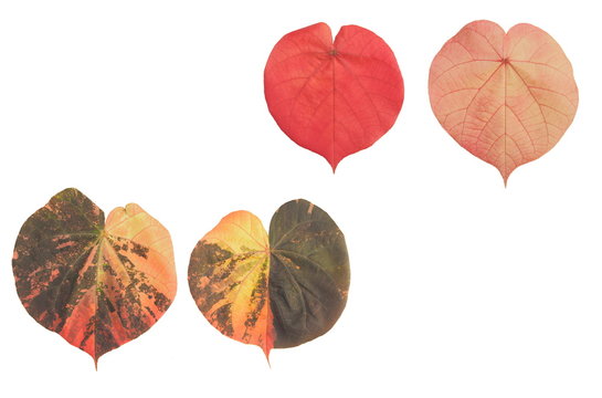 Beautiful Lace Aralia or Geranium Aralia a group leaves shape heart red, yellow and mix color isolate on white background.