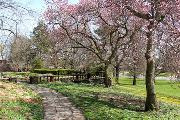 Spring time in the park with flowers 