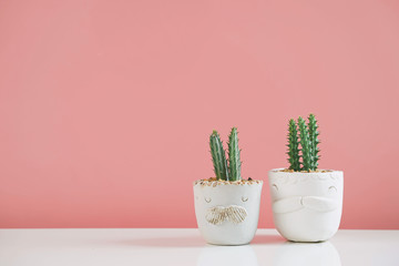 Succulents or cactus in clay pots plants in different pots. Potted cactus house plants on white shelf against pink wall.